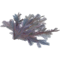 FICSMAS Tree Branch